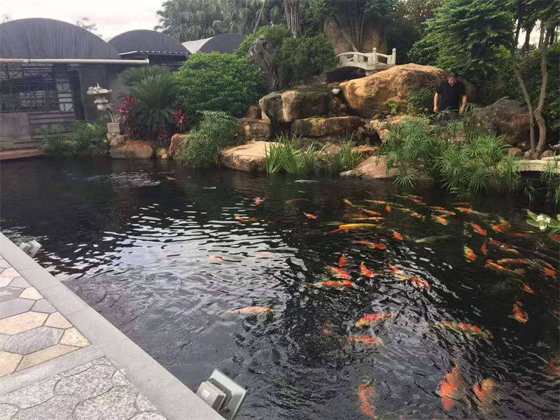 扬州锦鲤鱼池