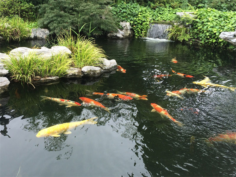 扬州锦鲤鱼池